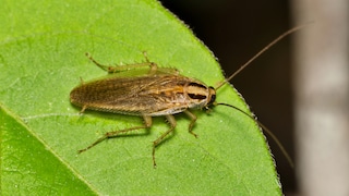 Deutsche Schabe (Blattella germanica) auf einem Blatt sitzend