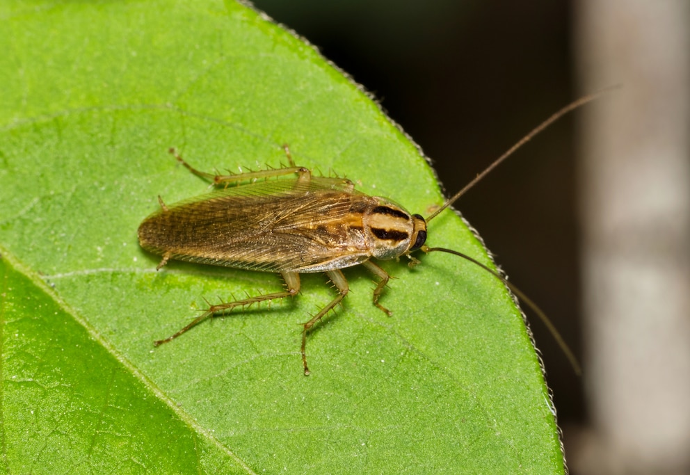 Deutsche Schabe (Blattella germanica) auf einem Blatt sitzend