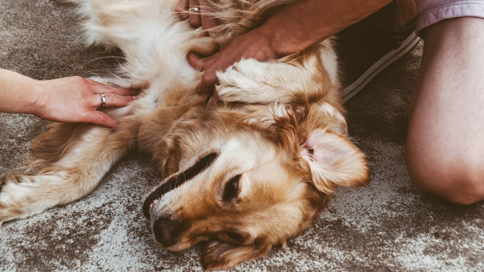 Nach Spaziergängen lohnt es sich, den Hund auf Zecken abzusuchen. Beim richtigen Entfernen der Parasiten gibt es einiges zu beachten