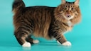 Porträt einer American Bobtail Katze mit halblangem Fell auf blaugrünem Hintergrund