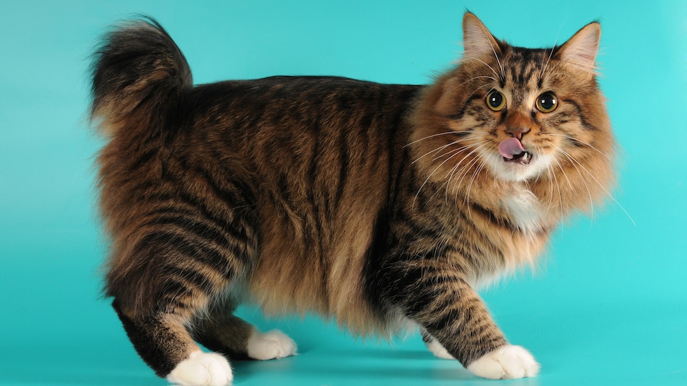 Porträt einer American Bobtail Katze mit halblangem Fell auf blaugrünem Hintergrund