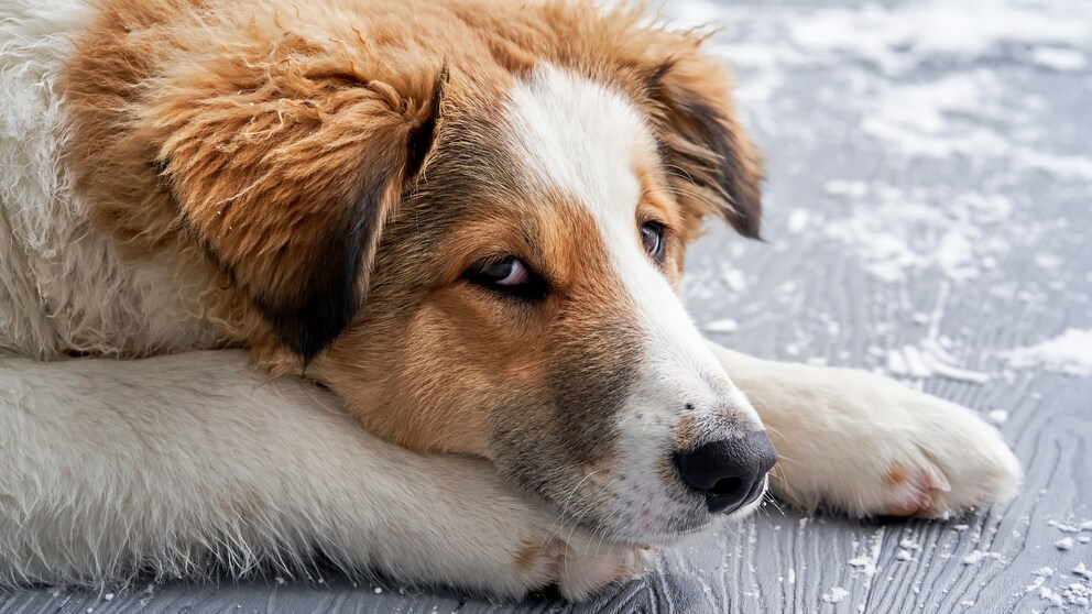Fühlen Tiere wirklich Eifersucht? Experten klären auf - PETBOOK