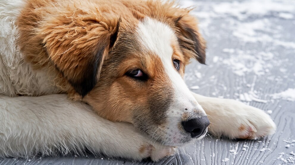 Ein Hund liegt auf dem Boden, schaut ein wenig beleidigt in die Kamera.