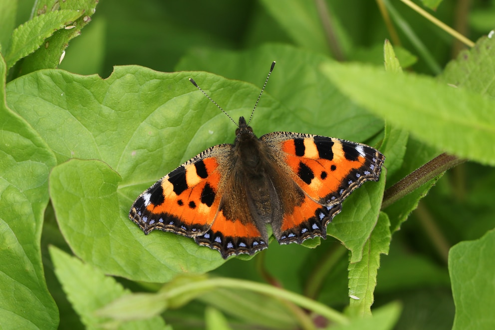 Der Schmetterling „kleiner Fuchs“ hat orange-braune Flügel mit leuchtend blauen Punkten