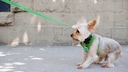 Yorkshire Terrier, der gegen seinen Willen an einer Leine die Straße lang geführt wird