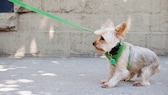 Yorkshire Terrier, der gegen seinen Willen an einer Leine die Straße lang geführt wird