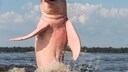 Die rosa Färbung der Delfine des Amazonas zeigt sich besonders stark an ihrer Unterseite