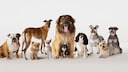 Gruppenportrait von verschiedenen Hunderassen