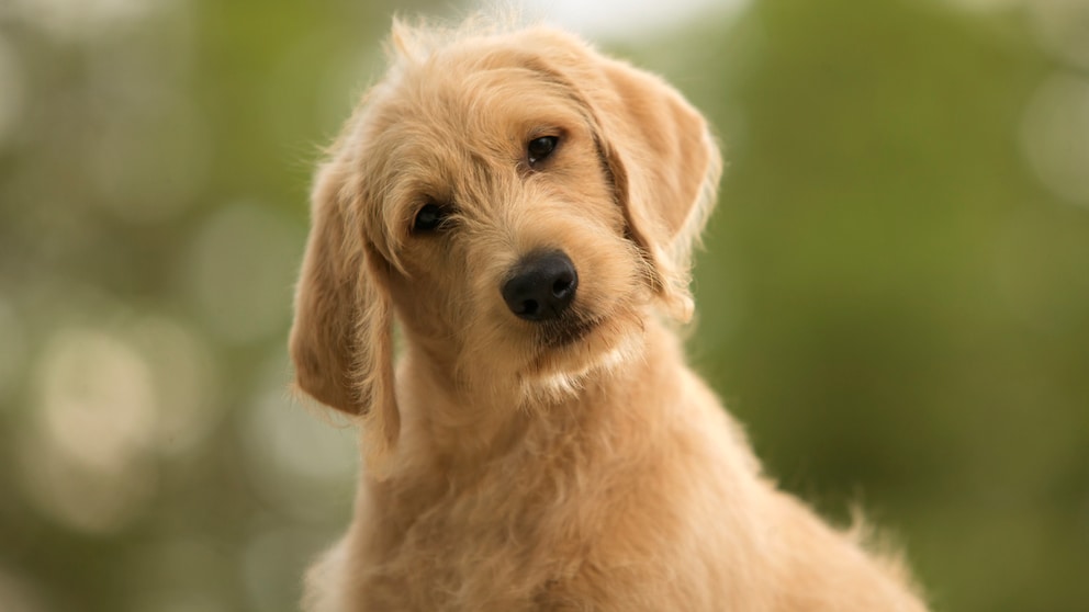 Ein Hund schaut verdutzt zur Kamera