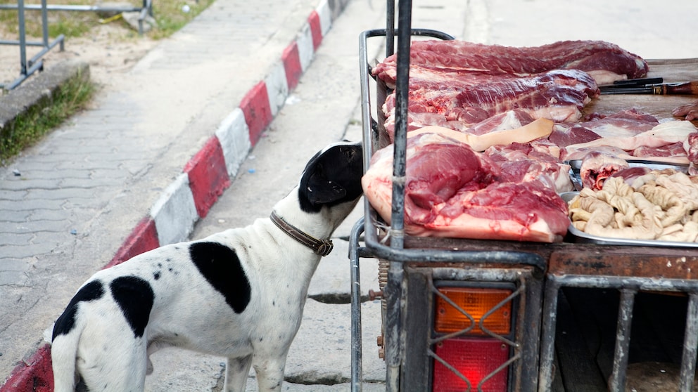 Ein hungriger Hund sucht auf einem Fleischstand nach etwas zu essen.