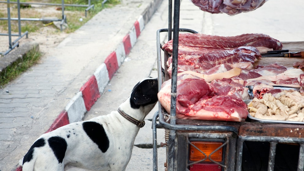 Ein hungriger Hund sucht auf einem Fleischstand nach etwas zu essen.