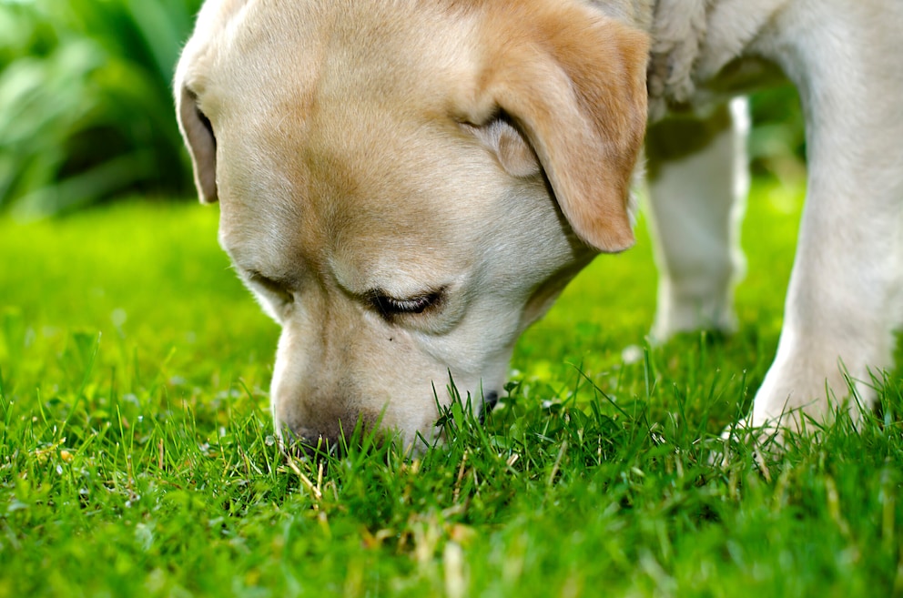 46+ Hund Teich Gras Fressen Giftig, Gelegentliches grasfressen ist in