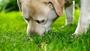 Beim Spaziergang steckt der Hund öfter die Nase ins Gras und frisst dieses? Dafür gibt es Gründe, die Halter kennen sollten