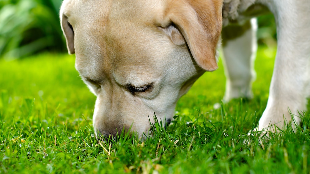 Beim Spaziergang steckt der Hund öfter die Nase ins Gras und frisst dieses? Dafür gibt es Gründe, die Halter kennen sollten 