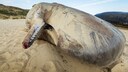 Bei gestrandeten Walen, hier ein Pottwal an der italienischen K&uuml;ste, besteht unter bestimmten Bedingungen die Gefahr, dass sie explodieren k&ouml;nnen