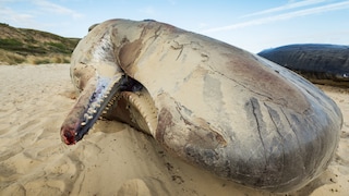 Bei gestrandeten Walen, hier ein Pottwal an der italienischen Küste, besteht unter bestimmten Bedingungen die Gefahr, dass sie explodieren können