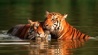 Tiger schwimmen gerne. Im Vergleich zu vielen anderen Katzen stört es sie nicht, wenn ihr Fell nass wird