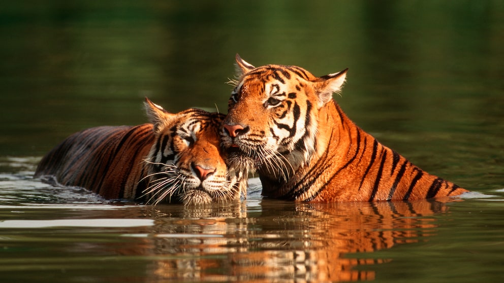 Tiger schwimmen gerne. Im Vergleich zu vielen anderen Katzen stört es sie nicht, wenn ihr Fell nass wird