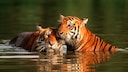 Tiger schwimmen gerne. Im Vergleich zu vielen anderen Katzen stört es sie nicht, wenn ihr Fell nass wird