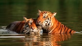 Tiger schwimmen gerne. Im Vergleich zu vielen anderen Katzen stört es sie nicht, wenn ihr Fell nass wird