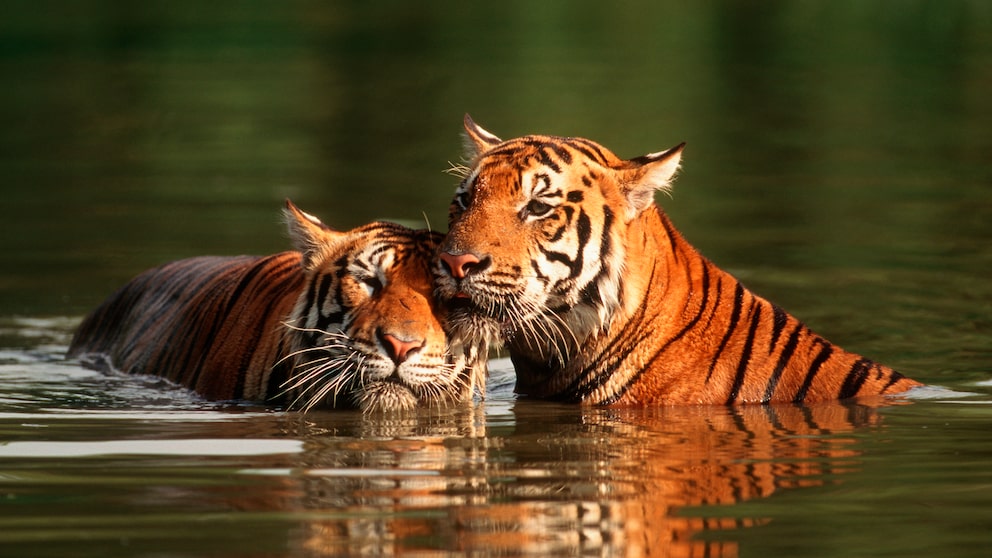 Tiger schwimmen gerne. Im Vergleich zu vielen anderen Katzen stört es sie nicht, wenn ihr Fell nass wird