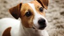 Ein Jack Russell Terrier schaut freundlich nach oben