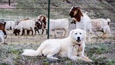 Ein Herdenschutzhund, hier ein Pyrenäenberghund, mit seinen zu hütenden Ziegen