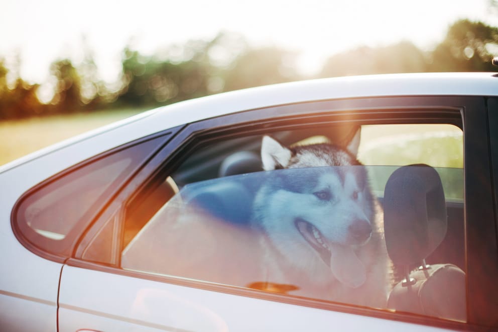Hund bei Hitze im Auto: Gefahr erkennen und richtig helfen - PETBOOK