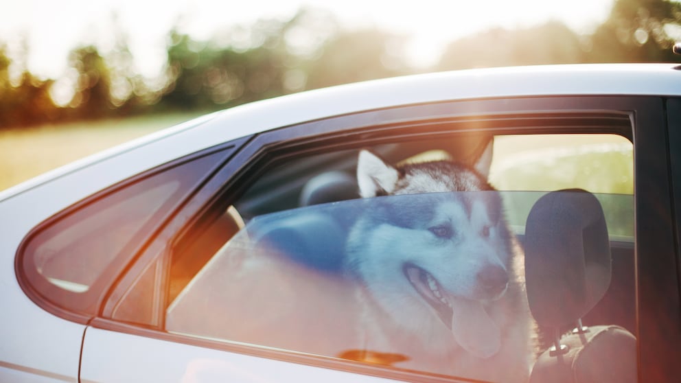 Den Hund bei Hitze im Auto zu lassen, wird schnell zur lebensbedrohlichen Gefahr