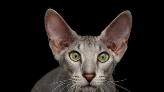 Eine graue Peterbald mit grünen Augen