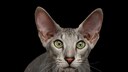 Eine graue Peterbald mit grünen Augen
