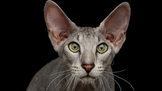 Eine graue Peterbald mit grünen Augen