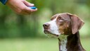 Ein Mensch h&auml;lt einen Klicker in der Hand. Ein Hund schaut zu
