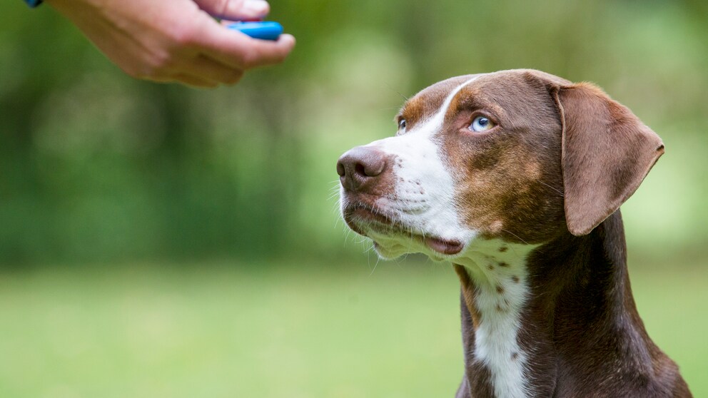 Ein Mensch hält einen Klicker in der Hand. Ein Hund schaut zu