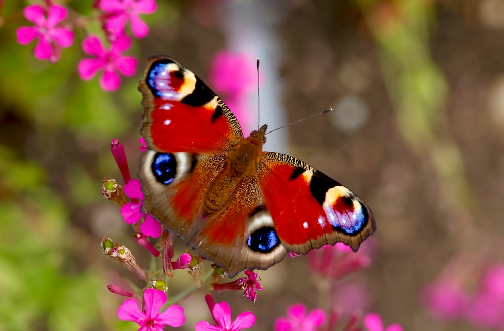 Der Sommer-Schmetterling Tagpfauenauge war 2009 Schmetterling des Jahres 