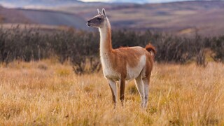 Lama oder Alpaka? Hier steht keins von beidem auf der Weide, sondern ein Guanaco.