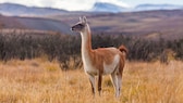 Lama oder Alpaka? Hier steht keins von beidem auf der Weide, sondern ein Guanaco.