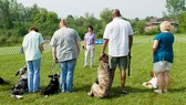 In der Hundeschule lernen sowohl Tier als auch Halter – die passende Schule zu finden, kann eine Herausforderung sein