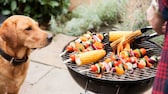 Labrador schaut interessiert auf den Grill mit Spießen und Gemüse