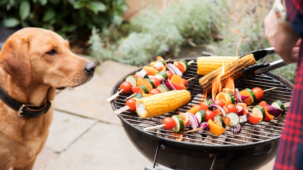 Labrador schaut interessiert auf den Grill mit Spießen und Gemüse