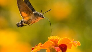 Das Taubenschwänzchen ist ein Schmetterling des Sommers, den man auf den ersten Blick auch mal mit einem Kolibri verwechselt 