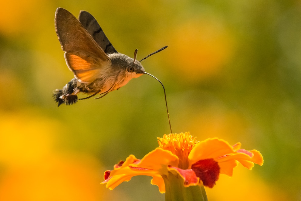 Das Taubenschwänzchen ist ein Schmetterling des Sommers, den man auf den ersten Blick auch mal mit einem Kolibri verwechselt 