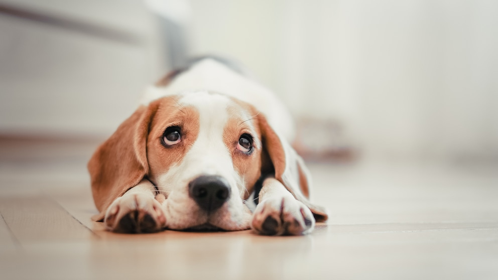Beagle Welpe liegt auf dem Boden und schaut traurig