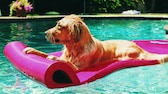 Ein Hund dümpelt entspannt auf einer Luftmatratze im Pool