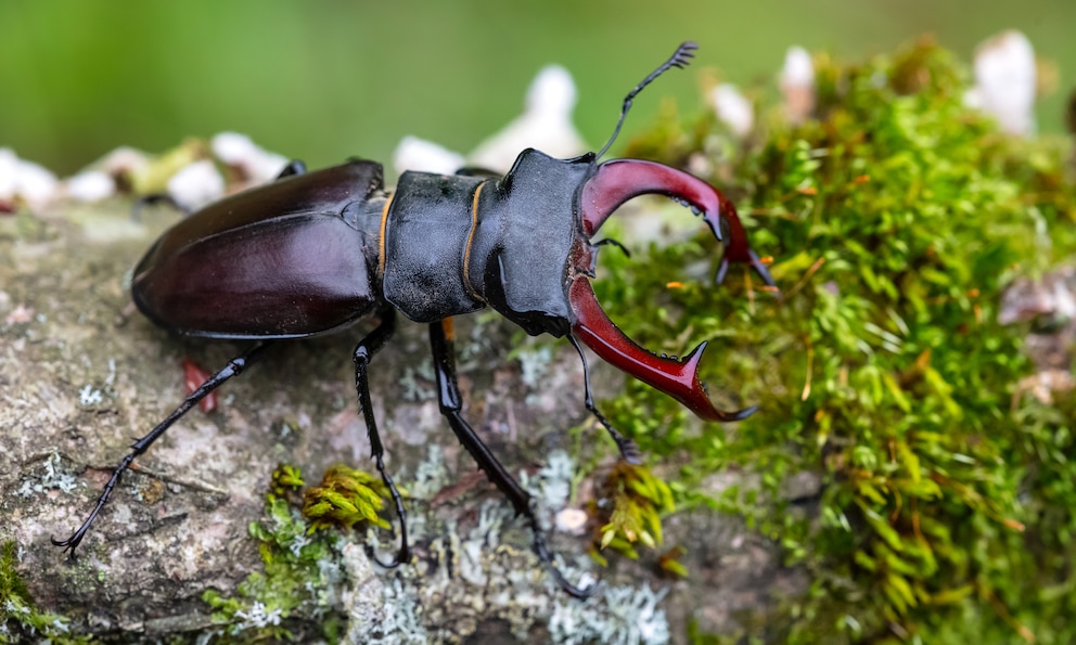 Hirschkäfer Lucanus cervus auf Moos bewachsenem Ast