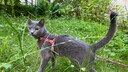 Katze der Rasse Russisch Blau mit Geschirr und Leine auf einer Wiese