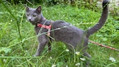 Katze der Rasse Russisch Blau mit Geschirr und Leine auf einer Wiese