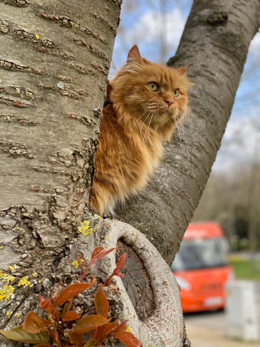 Orangene Katze der Rasse Brittisch Langhaar sitzt draußen auf einem Baum und beobachtet die Umgebung