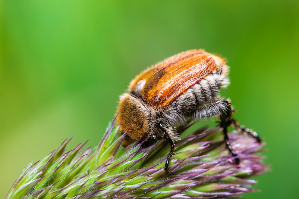 Junikäfer, oder auch Gerippte Brachkäfer (Amphimallon solstitiale) auf Pflanze sitzend