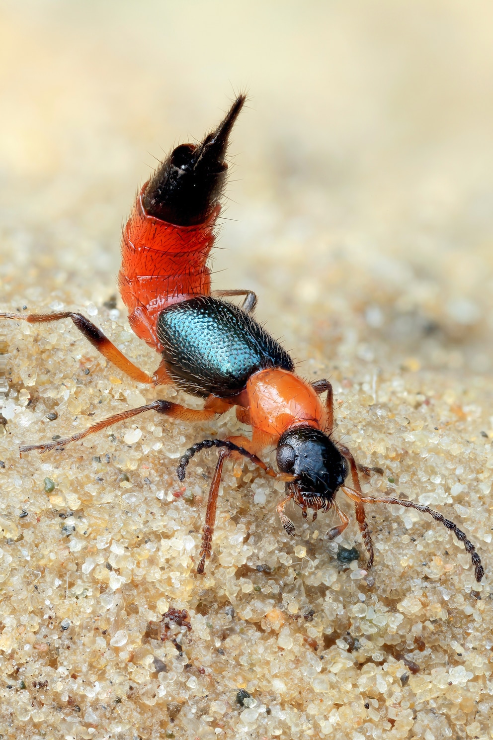 Uferkurzflügler, seinen Hinterleib wie ein Skorpion nach oben klappt